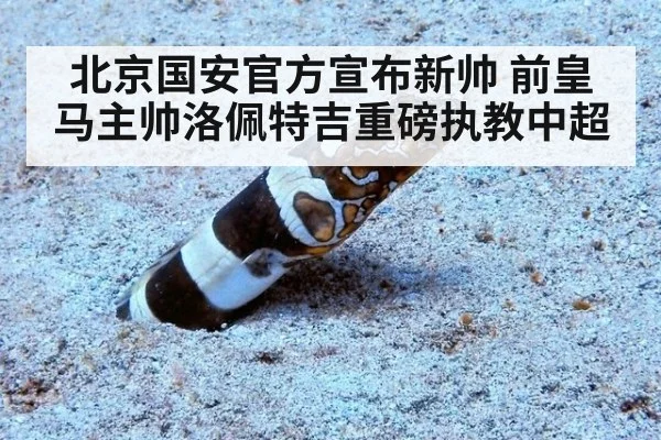 北京国安官方宣布新帅 前皇马主帅洛佩特吉重磅执教中超